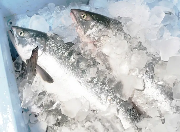 イメージ：合食は魚のプロフェッショナル