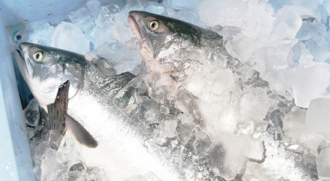 イメージ：合食は魚のプロフェッショナル